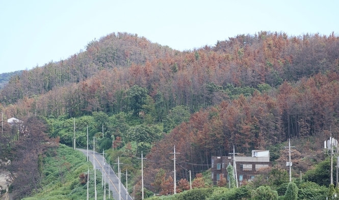 <strong>경북 포항 야산에 고사한 소나무 /사진=연합뉴스</strong>