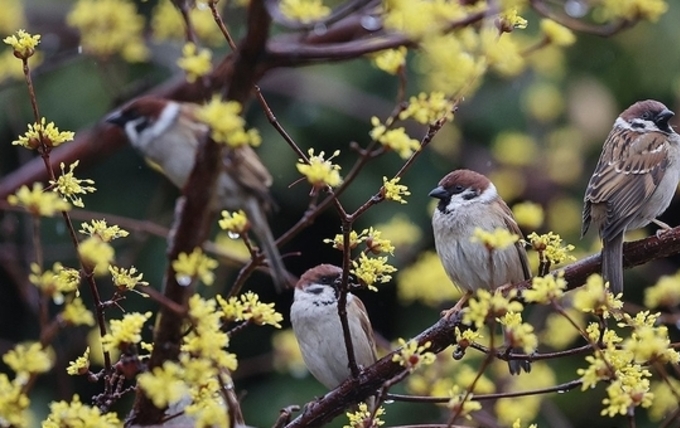 산수유 가지에 앉아 비 피하는 참새